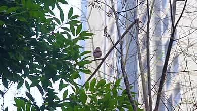 4k实拍春季树上筑巢的小鸟自然风光视频的预览图